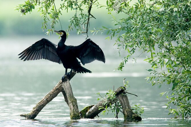 Serenity Cruise to Australias Everglades - Reviews: Positive and Constructive