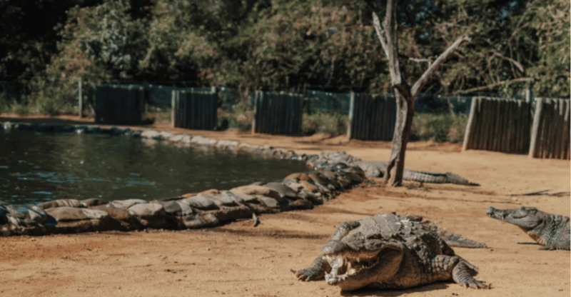 Seronera Croc Farm: 1H Guided Tour - Key Points