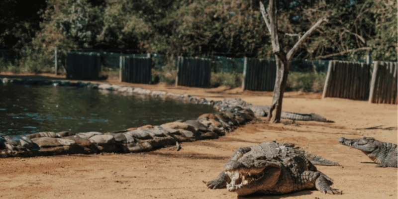 Seronera Croc Farm: 1H Highschool Group Tour - Key Points