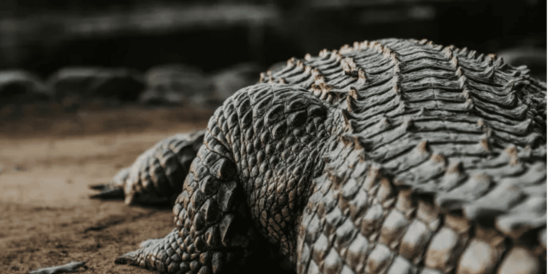 Seronera Croc Farm: 1H Highschool Group Tour - Educational Experience