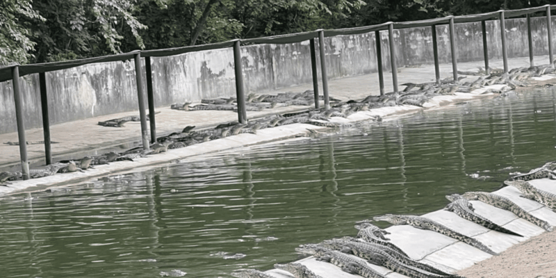 Seronera Croc Farm: 1H Highschool Group Tour - Hatching Process Insights