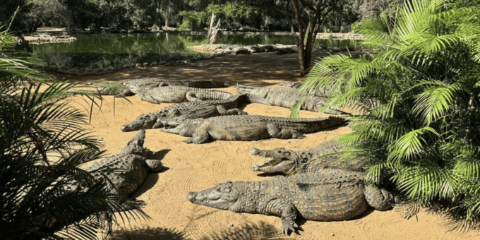 Seronera Croc Farm: 1H Highschool Group Tour - Crocodile Anatomy and Adaptations