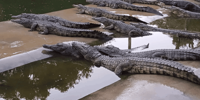 Seronera Croc Farm: 1H Highschool Group Tour - Frequently Asked Questions