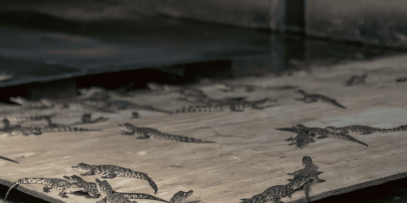 Seronera Croc Farm: 1H Pre and Primary School Group Tour - Creative and Relaxing Activities