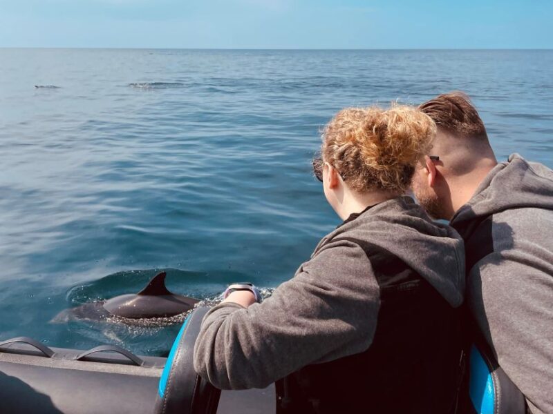 Sesimbra: Arrábida Dolphin Watching Boat Tour With Biologist - Activity Highlights