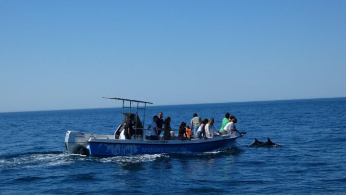 Sesimbra: Arrábida Dolphin Watching Boat Tour With Biologist - Frequently Asked Questions