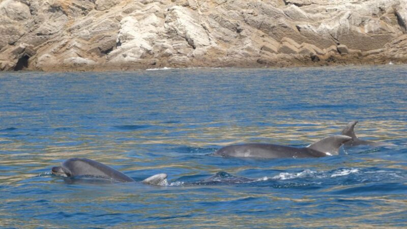 Sesimbra: Arrábida Dolphin Watching Boat Tour With Biologist - Key Points