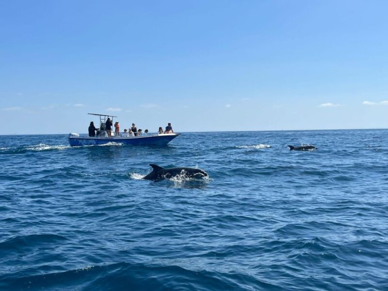 Sesimbra: Arrábida Dolphin Watching Boat Tour With Biologist - Activity Highlights