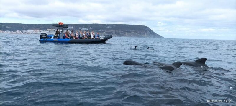 Sesimbra: Arrábida Dolphin Watching Boat Tour With Biologist - Itinerary Details