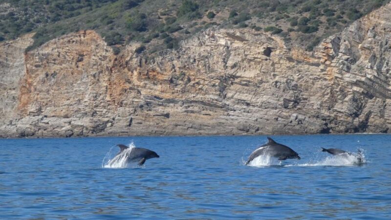 Sesimbra: Arrábida Dolphin Watching Boat Tour With Biologist - Inclusions and Amenities