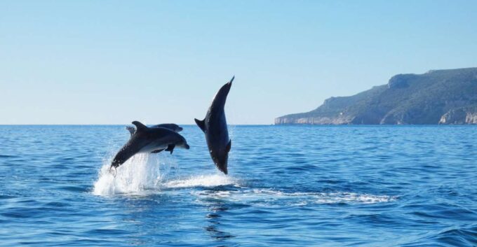 Sesimbra: Arrábida Dolphin Watching Boat Tour With Biologist - Meeting Point and Directions