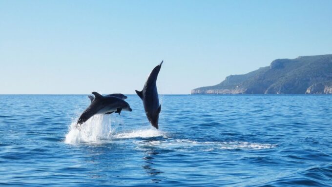 Sesimbra: Arrábida Dolphin Watching Boat Tour With Biologist - Participant Reviews