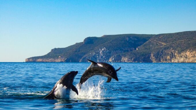 Sesimbra: Arrábida Dolphin Watching Boat Tour With Biologist - Booking and Cancellation