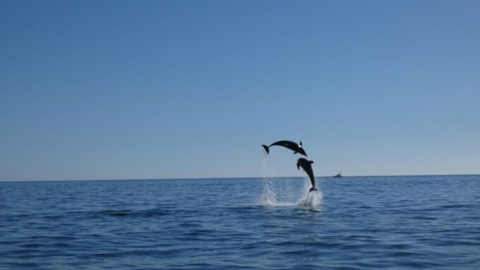 Sesimbra: Arrábida Dolphin Watching Boat Tour With Biologist - Frequently Asked Questions