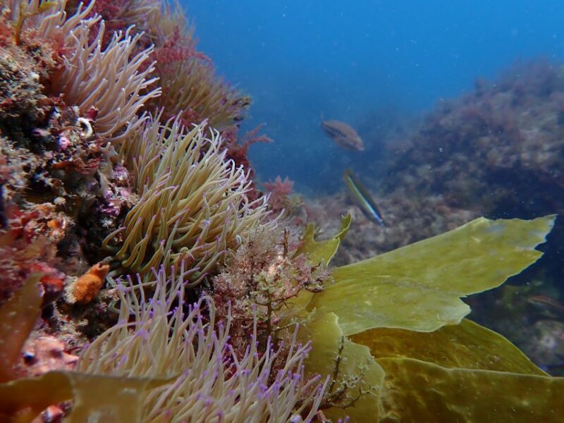 Sesimbra: Arrábida Marine Reserve Scuba Diving Experience - Participant Restrictions