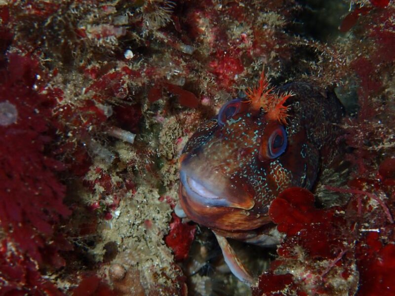 Sesimbra: Arrábida Marine Reserve Scuba Diving Experience - Customer Feedback Highlights