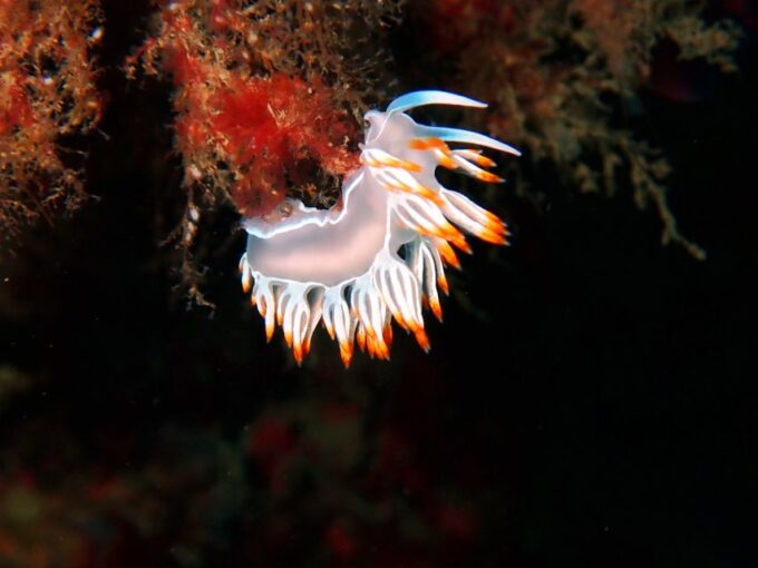 Sesimbra: Arrábida Marine Reserve Scuba Diving Experience - Exploring Underwater Wonders