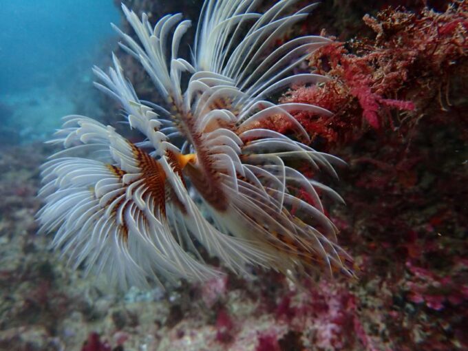 Sesimbra: Arrábida Marine Reserve Scuba Diving Experience - Booking and Cancellation Policy