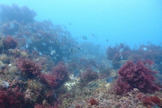 Sesimbra Dive Discovery - Group Size and Instructor