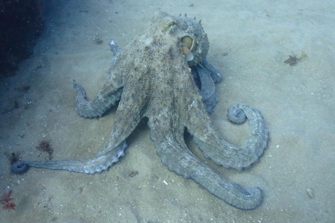 Sesimbra Dive Discovery - Pickup and Dropoff Options