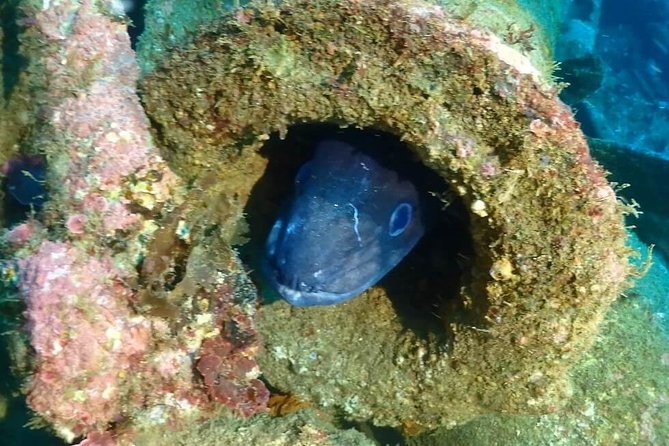 Sesimbra Dive Discovery - Pricing and Guarantees