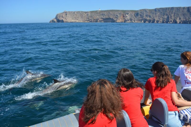 Sesimbra: Dolphin Watching Boat Tour With Biologist Guide - Boat and Amenities