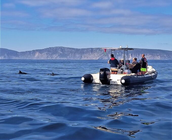 Sesimbra: Dolphin Watching Boat Tour With Biologist Guide - Customer Ratings and Reviews