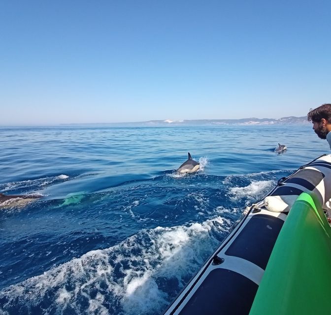 Sesimbra: Dolphin Watching Boat Tour With Biologist Guide - Reserve Now and Pay Later