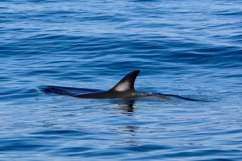 Sesimbra: Dolphin Watching Tour - Key Points