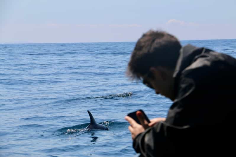 Sesimbra: Dolphin Watching Tour - Tour Overview