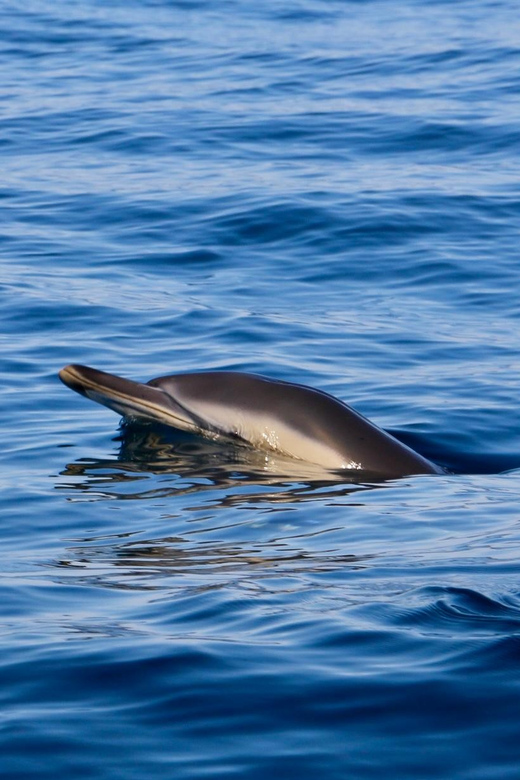 Sesimbra: Dolphin Watching Tour - Highlights of the Experience