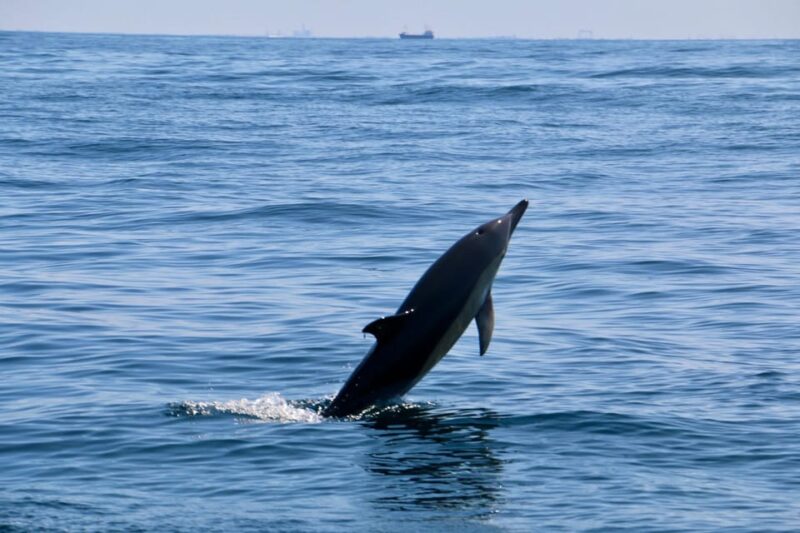 Sesimbra: Dolphin Watching Tour - Inclusions