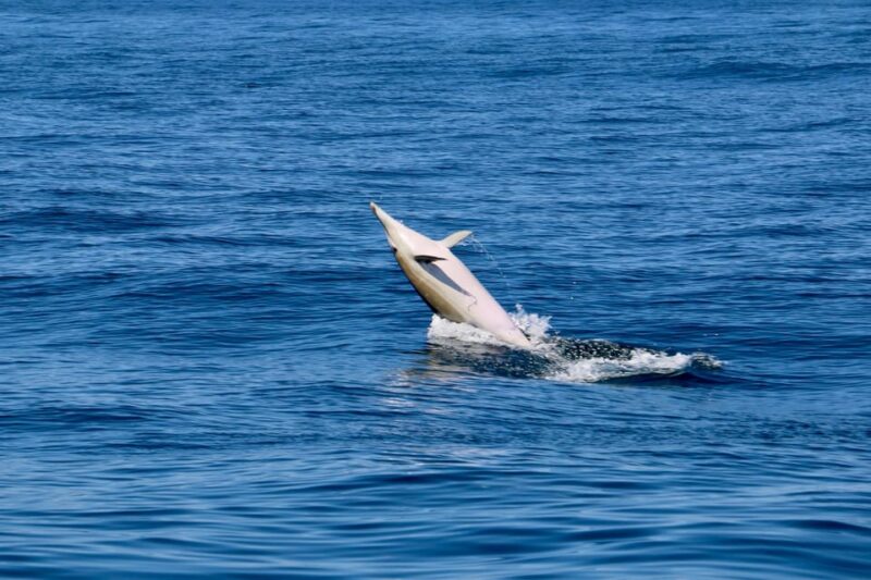 Sesimbra: Dolphin Watching Tour - Customer Feedback