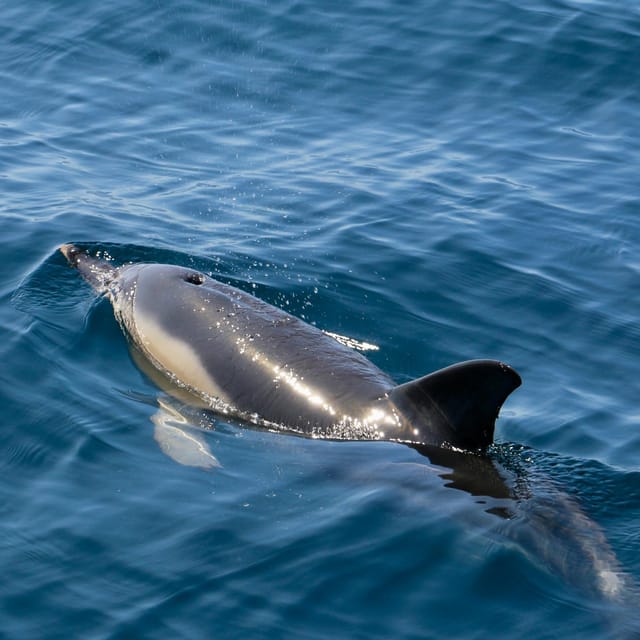 Sesimbra: Dolphin Watching Tour - Preparing for the Tour