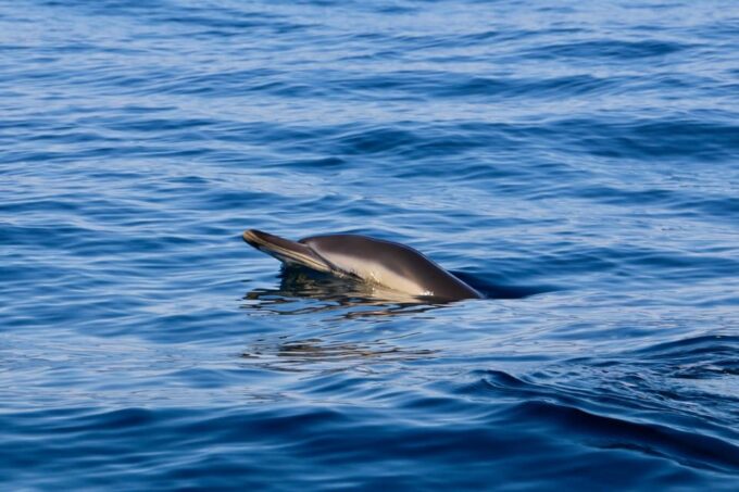 Sesimbra: Dolphin Watching Tour - Exploring Sesimbra