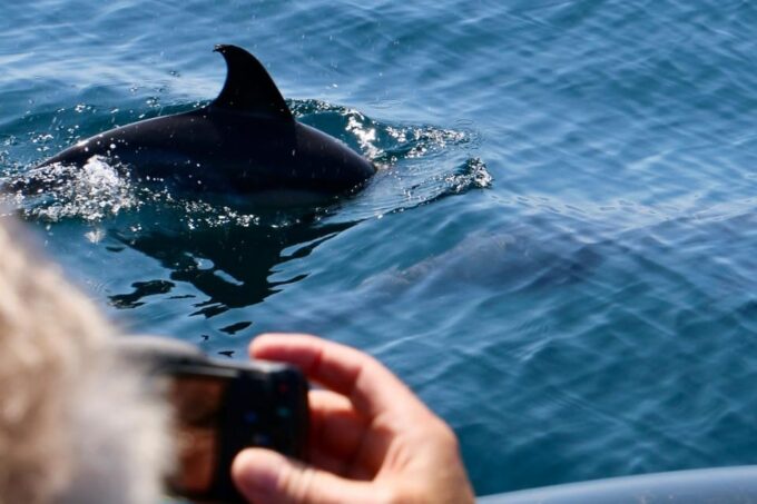 Sesimbra: Dolphin Watching Tour - Frequently Asked Questions
