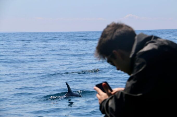 Sesimbra: Dolphin Watching Tour - Recap