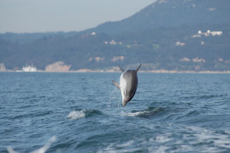 Sesimbra: Eco-friendly Dolphin Watching Tour - Key Points