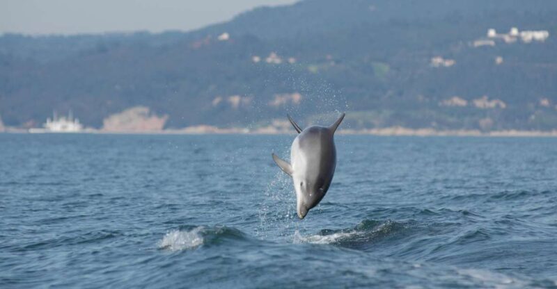 Sesimbra: Eco-friendly Dolphin Watching Tour - Itinerary and Highlights