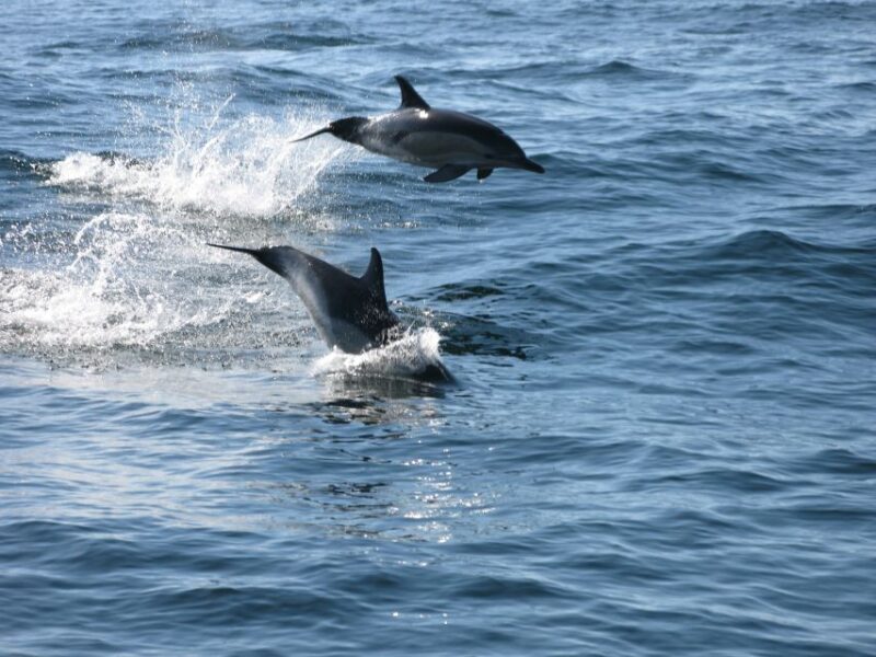 Sesimbra: Eco-friendly Dolphin Watching Tour - Wildlife and Environmental Impact