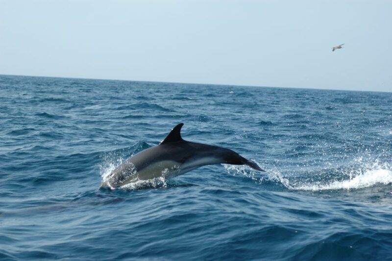 Sesimbra: Eco-friendly Dolphin Watching Tour - Booking Information