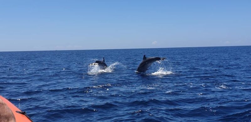 Sesimbra: Eco-friendly Dolphin Watching Tour - Location and Transportation