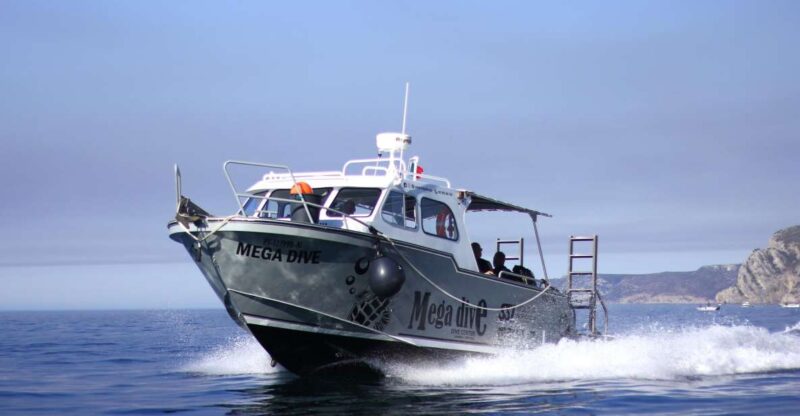 Sesimbra: Guided Dolphin Watching in Arrábida Natural Park - Pricing Details