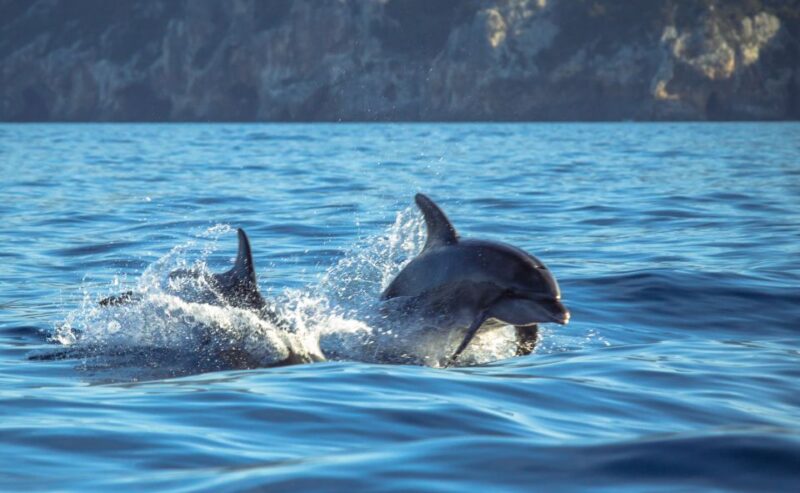 Sesimbra: Guided Dolphin Watching in Arrábida Natural Park - Highlights of the Experience
