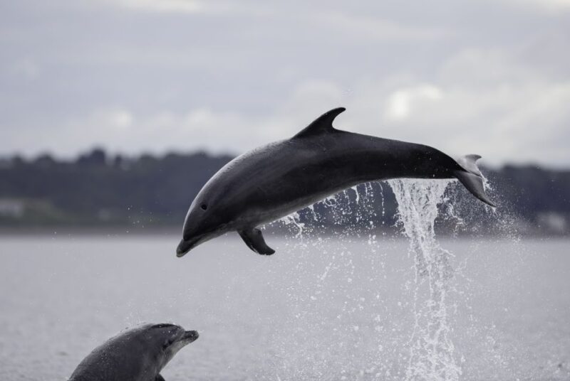 Sesimbra: Guided Dolphin Watching in Arrábida Natural Park - Booking and Cancellation