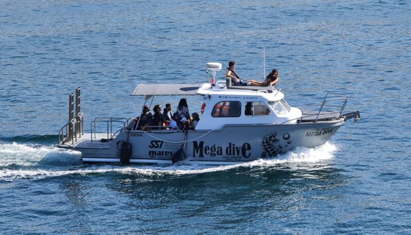 Sesimbra: Guided Dolphin Watching in Arrábida Natural Park - Pricing Details