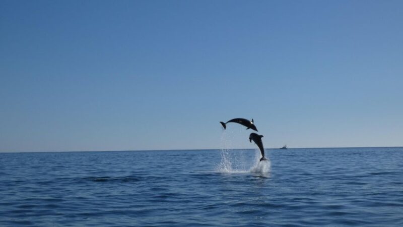 Sesimbra: Private Dolphin Watching Tour Arrábida Natural Park - Customizable Experience