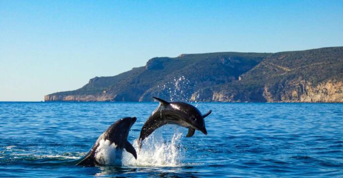 Sesimbra: Private Dolphin Watching Tour Arrábida Natural Park - Frequently Asked Questions