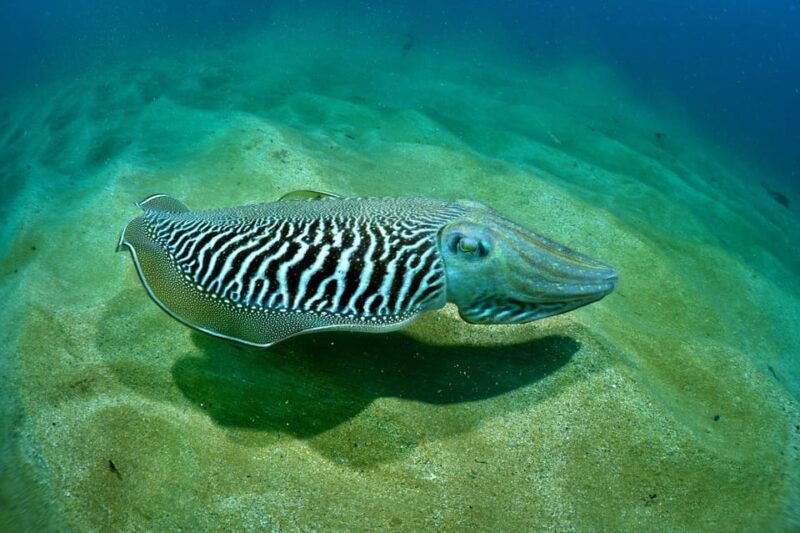 Sesimbra: Scuba Diving Experience for Beginners - Customer Feedback