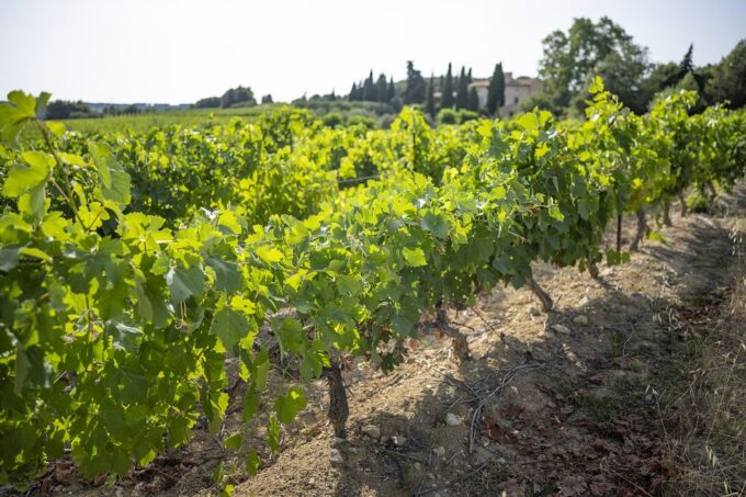 Sète: Private Half-Day Wine Tour - Duration and Timing